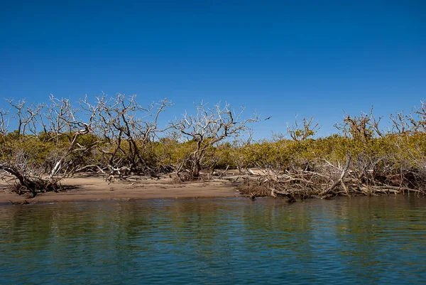 Laguna Adolfo Lopez Mateos Bassa California Dove Ogni Anno Nascono — Foto Stock