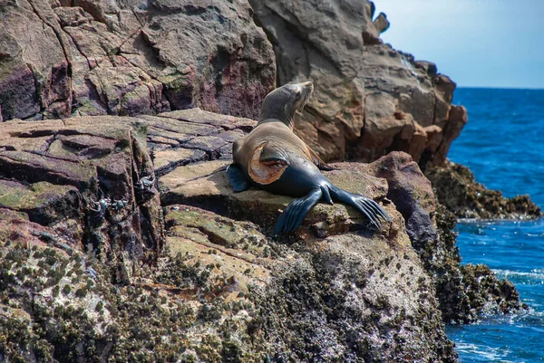 Ein Seelöwe Mit Massiven Verletzungen Nach Einer Hai Attacke Baja — Stockfoto