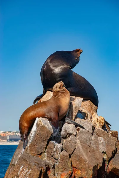 Leões Marinhos Aquecendo Sol Lands End Resort Cabo San Lucas — Fotografia de Stock