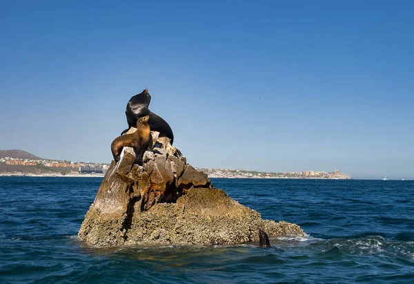 Lobos Marinos Tomando Sol Lands End Resort Cabo San Lucas —  Fotos de Stock