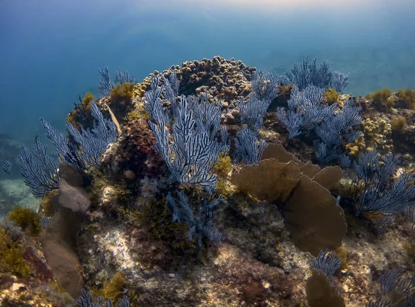 Koralowiec Miękki Baja California Meksyk — Zdjęcie stockowe