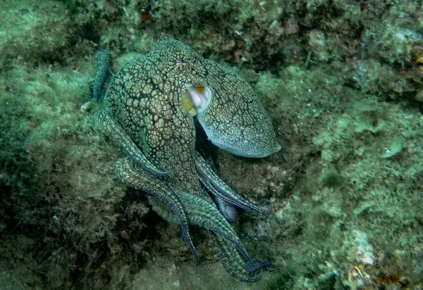 Une Pieuvre Commune Octopus Vulgaris Basse Californie — Photo
