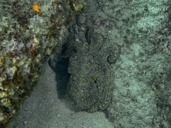 Ośmiornica Zwyczajna Octopus Vulgaris Baja California — Zdjęcie stockowe