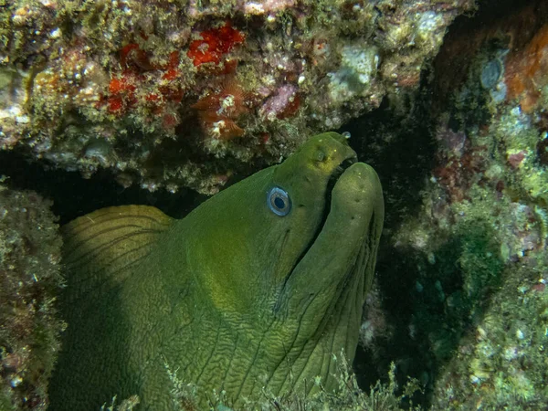 Panamic Green Moray Gymnothorax Castaneus Baja California Mexico — Stock Photo, Image