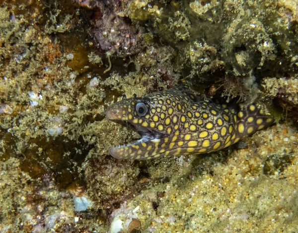 Jewel Moray Eel Muraena Lentiginosa Morzu Cortez Meksyk — Zdjęcie stockowe