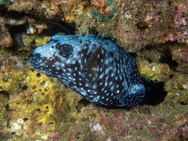 Guineafowl Puffer Arothron Meleagris Нижней Калифорнии Мексика — стоковое фото