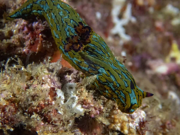 Blue Striped Sea Slug Tambja Eliora Нижней Калифорнии Мексика — стоковое фото