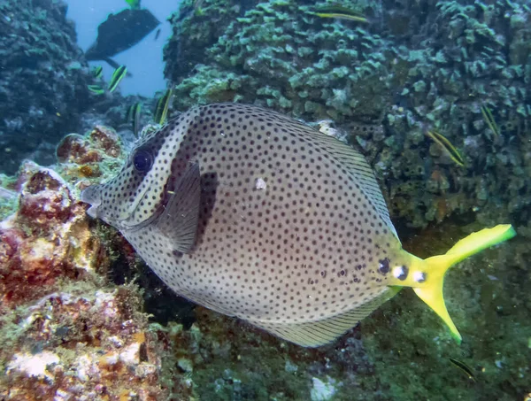 Chirurg Żółtopłetwy Prionurus Punctatus Baja California Meksyk — Zdjęcie stockowe