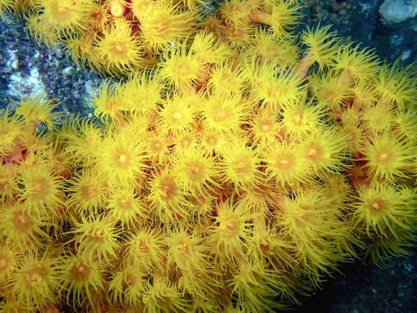 Copo Laranja Coral Tubastraea Coccinea Baja California México — Fotografia de Stock