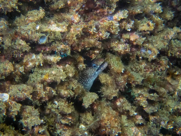 Jewel Moray Eel Muraena Lentiginosa Morzu Cortez Meksyk — Zdjęcie stockowe