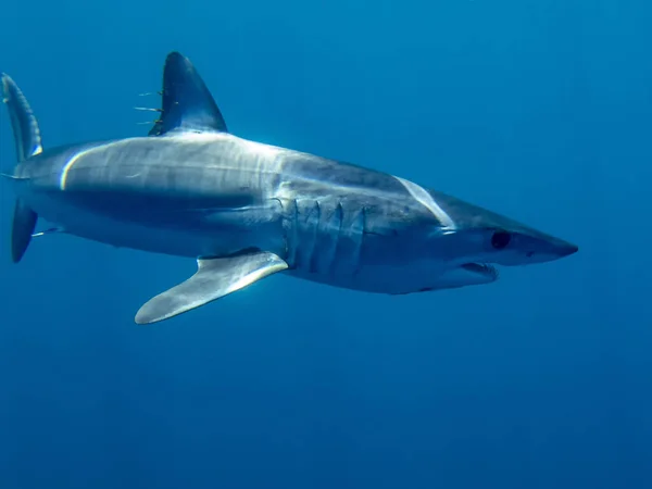 Mako Shark Isurus Oxyrinchus Baja California Mexico — Stock Photo, Image