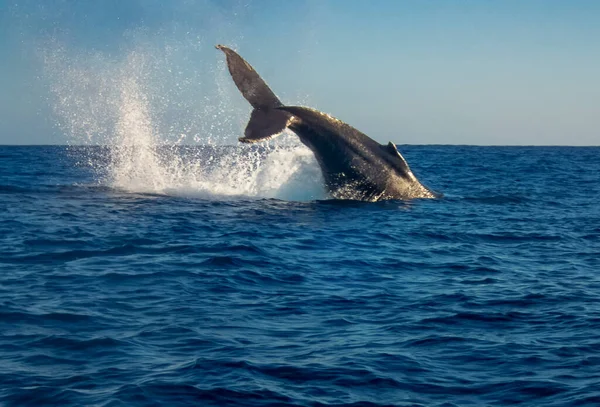Humpback Whale Megaptera Novaeangliae Baja California Mexico — Stock Photo, Image