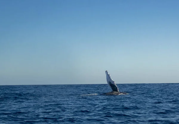 Humpback Whale Megaptera Novaeangliae Baja California Mexico — Stock Photo, Image