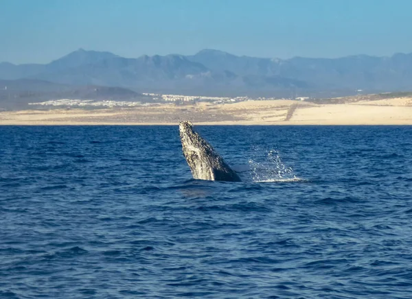 Humpback Whale Megaptera Novaeangliae Baja California Mexico — Stock Photo, Image