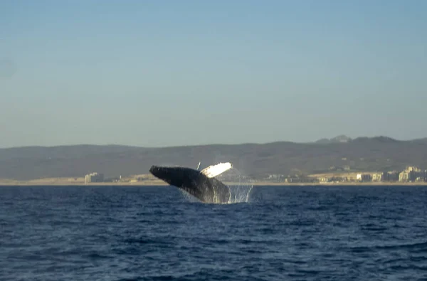 Humpback Whale Megaptera Novaeangliae Baja California México —  Fotos de Stock