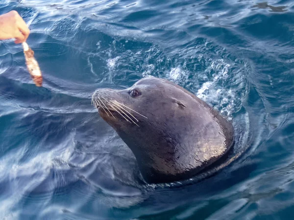 Ein Großer Seelöwe Folgt Booten Zum Yachthafen Cabo San Lucas — Stockfoto