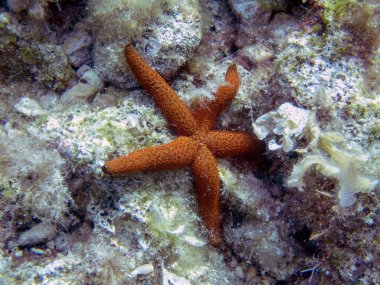 Akdeniz Kızıldeniz Yıldızı (Echinaster sepositus)