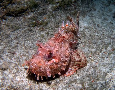 Kırmızı Akrep Balığı (Scorpaena scrofa)