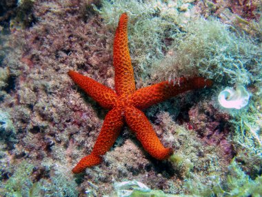 Akdeniz Kızıldeniz Yıldızı (Echinaster sepositus)