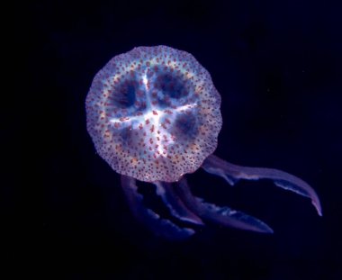 Leylak İğnesi Denizanası (Pelagia noctiluca)