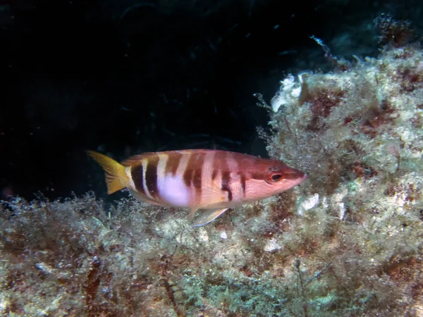 Malovaný Comber Serranus Scriba — Stock fotografie