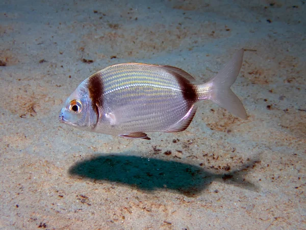 Dvojitě Ovázaný Chléb Diplodus Vulgaris — Stock fotografie