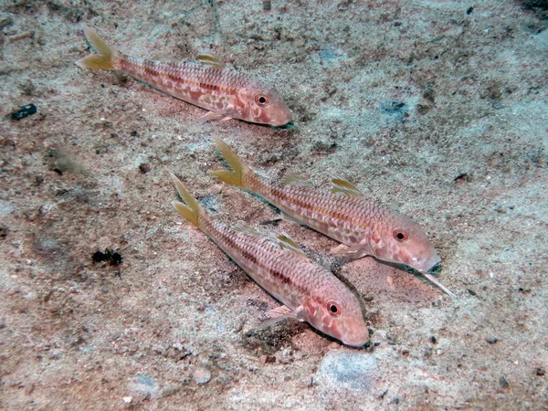 Deniz yatağında kızıl samur (Mullus barbatus)