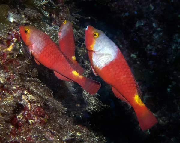 Ψάρι Της Μεσογείου Sparisoma Cretense — Φωτογραφία Αρχείου