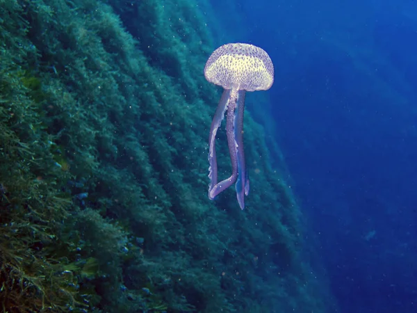 Leylak Ğnesi Denizanası Pelagia Noctiluca — Stok fotoğraf