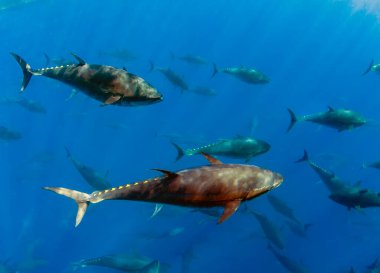 Atlantik Mavi yüzgeçli ton balığı (Thunnus tinus)