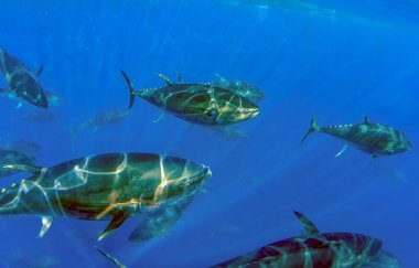 Atlantik Mavi yüzgeçli ton balığı (Thunnus tinus)