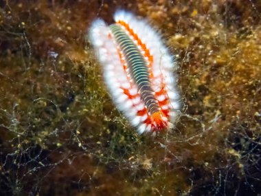 Sakallı Ateş Kurdu (Hermodice carunculata)