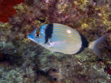 Çift şeritli Bream (Diplodus vulgaris)