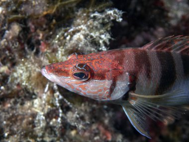 Boyalı Comber (Serranus scriba)