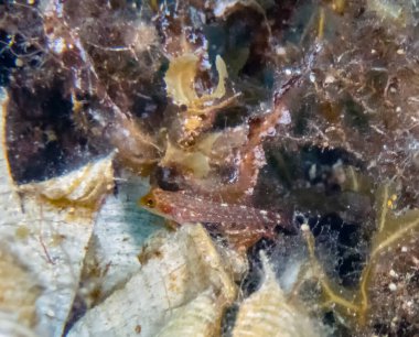 Sarı Siyah Yüzlü Triplefin (Tripterygion delaisi)