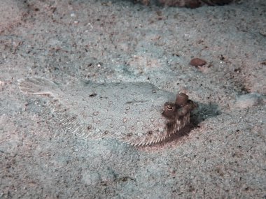 Wide Eyed Flounder (Bothus podas)