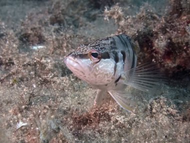 Boyalı Comber (Serranus scriba)