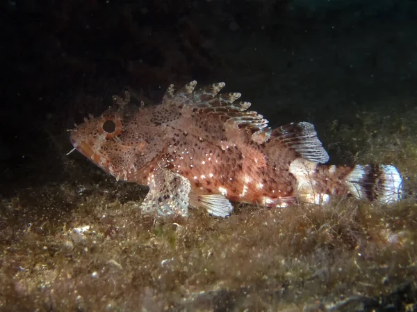 Scorpionfish Czerwony Scorpaena Scrofa — Zdjęcie stockowe