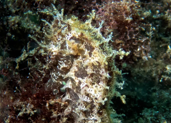Caballo Mar Espinoso Hippocampus Guttulatus —  Fotos de Stock