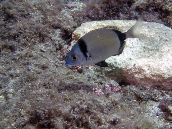 Leszcz Dwupasmowy Diplodus Vulgaris — Zdjęcie stockowe