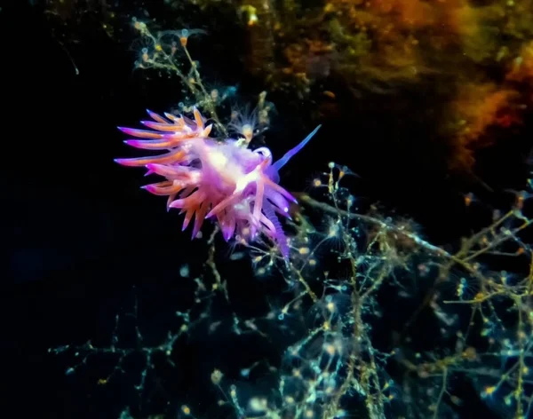 Una Vibrante Paraflabellina Ischitana Nudibranch Malta —  Fotos de Stock