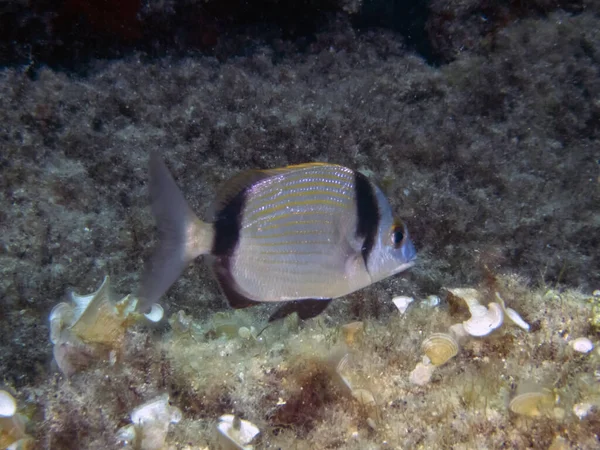 Leszcz Dwupasmowy Diplodus Vulgaris — Zdjęcie stockowe