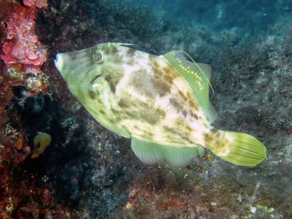 Filefish Reticulado Stephanolepis Diaspros Mar Mediterrâneo — Fotografia de Stock