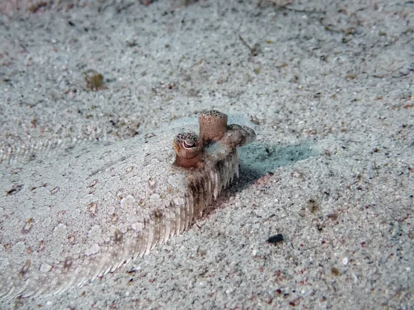 Wide Eyed Flounder Bothus Podas — Stock Photo, Image