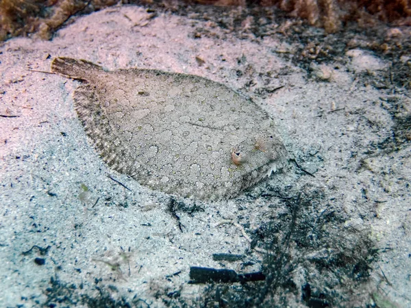 Wide Eyed Flounder Bothus Podas — Stok fotoğraf