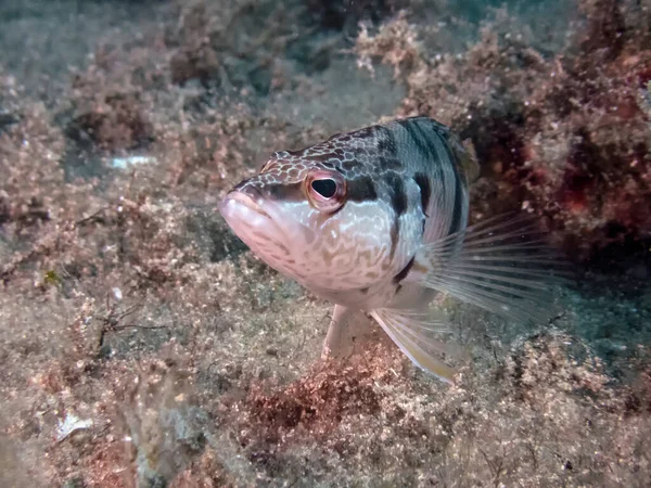 Boyalı Comber Serranus Scriba — Stok fotoğraf