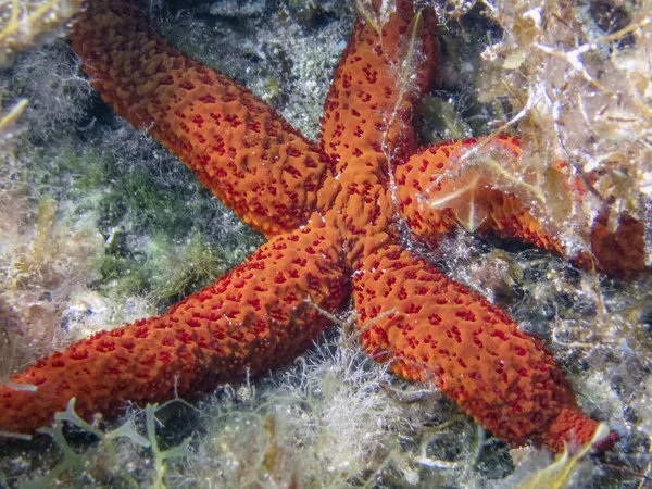Estrella Del Mar Rojo Mediterráneo Echinaster Sepositus — Foto de Stock
