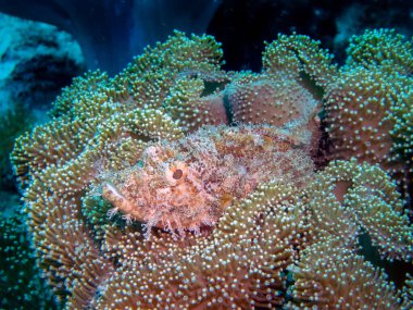 Bir Tassled Scorpionfish (Scorpaenopsis oxycephala)