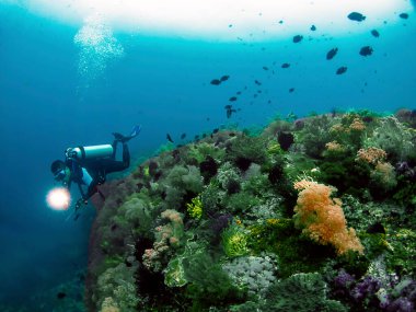 Malapascua, Filipinler 'deki mercan resiflerini araştıran bir dalgıç