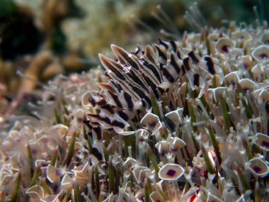 Zebra Urchin Crab (Zebrida Adamsii)